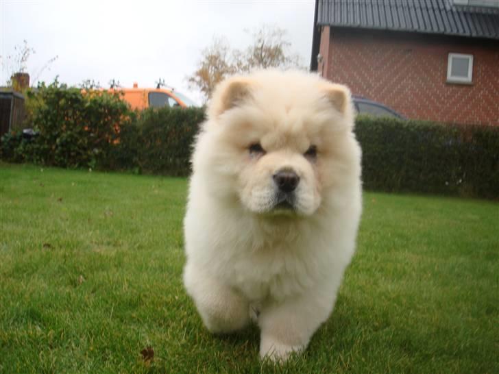 Chow chow Zuma billede 1
