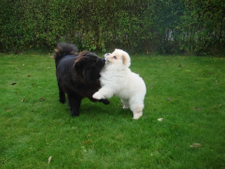 Chow chow Zuma billede 2