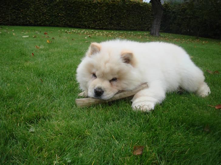 Chow chow Zuma billede 3