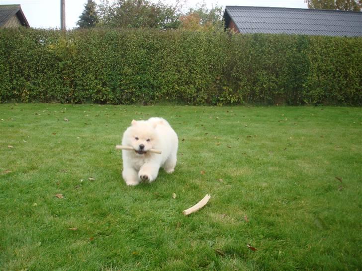 Chow chow Zuma billede 4