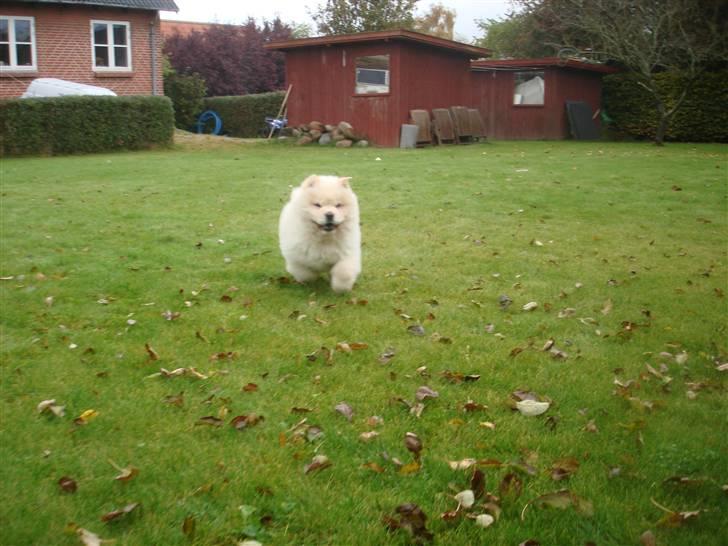 Chow chow Zuma billede 5