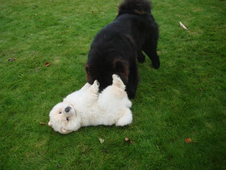 Chow chow Zuma billede 6