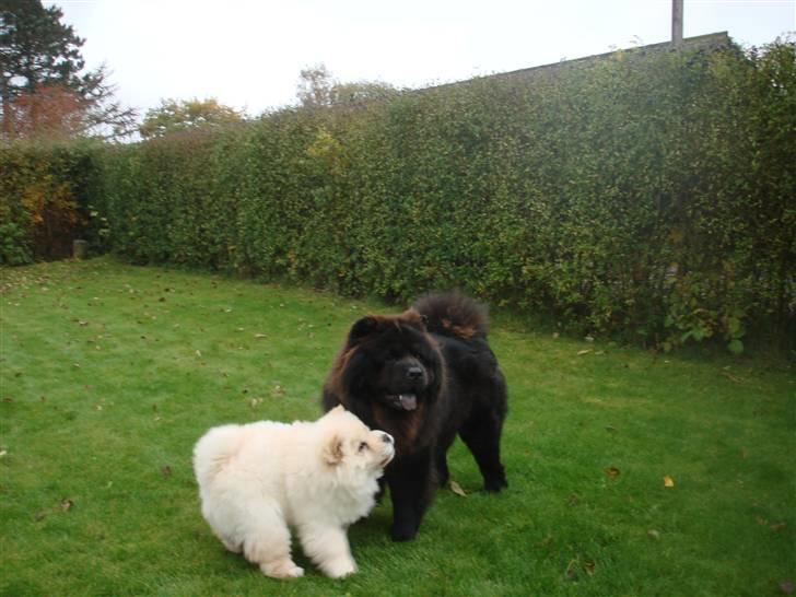 Chow chow Zuma billede 7