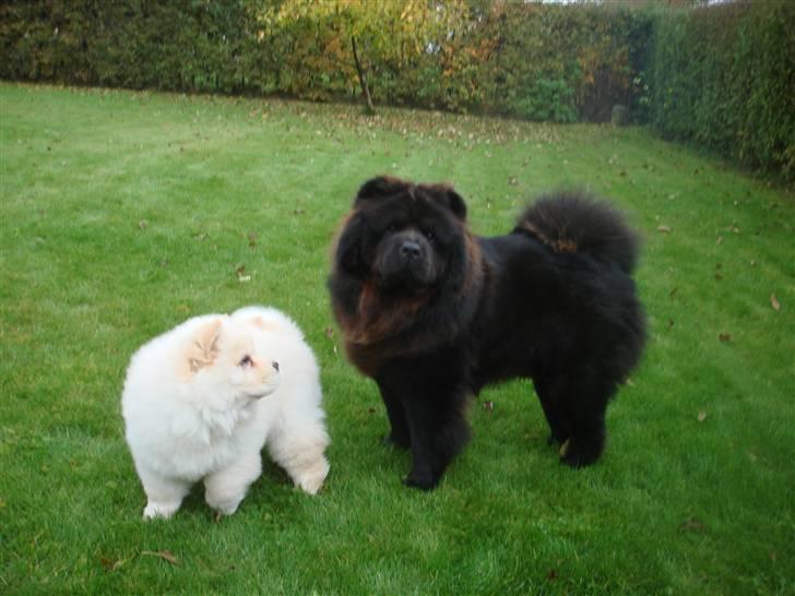 Chow chow Zuma billede 8