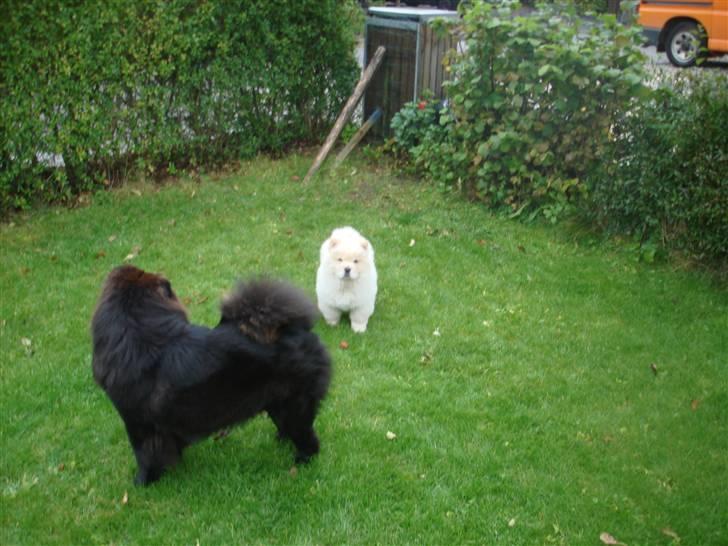 Chow chow Zuma billede 9