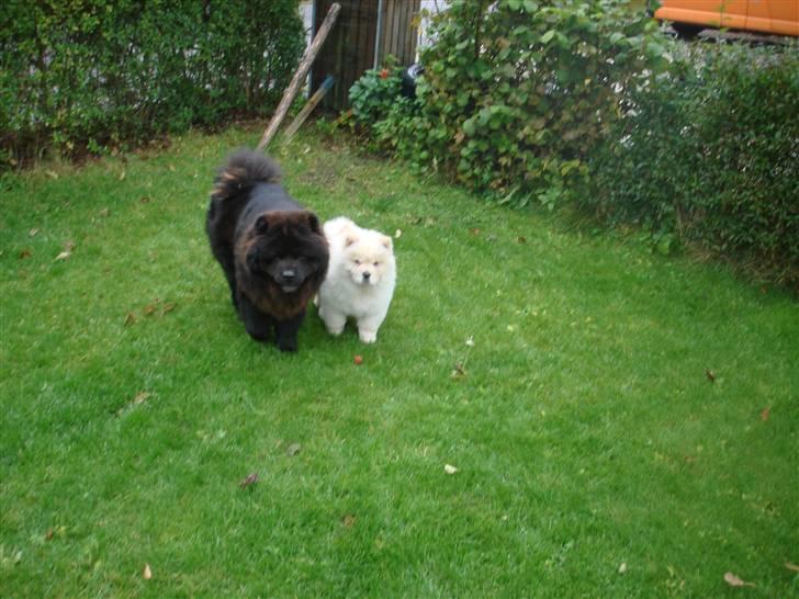 Chow chow Zuma billede 10