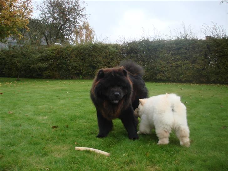 Chow chow Zuma billede 11