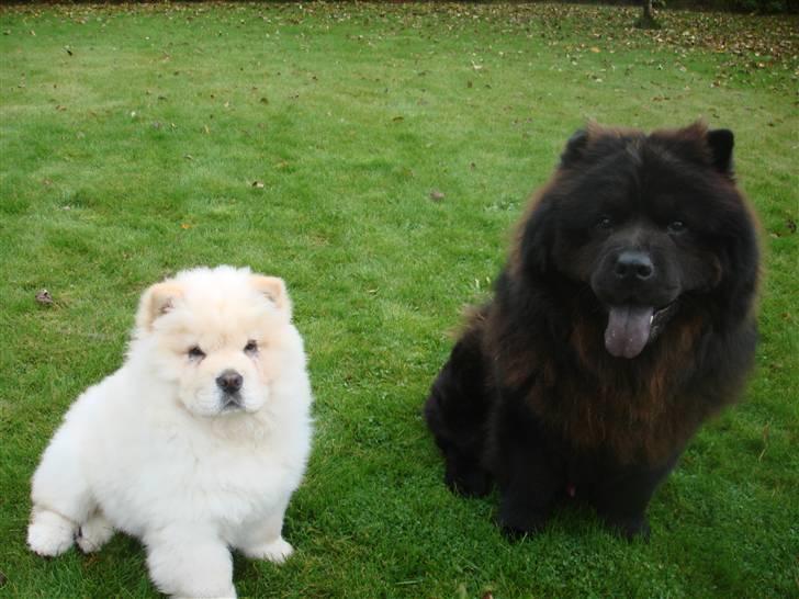 Chow chow Zuma billede 12