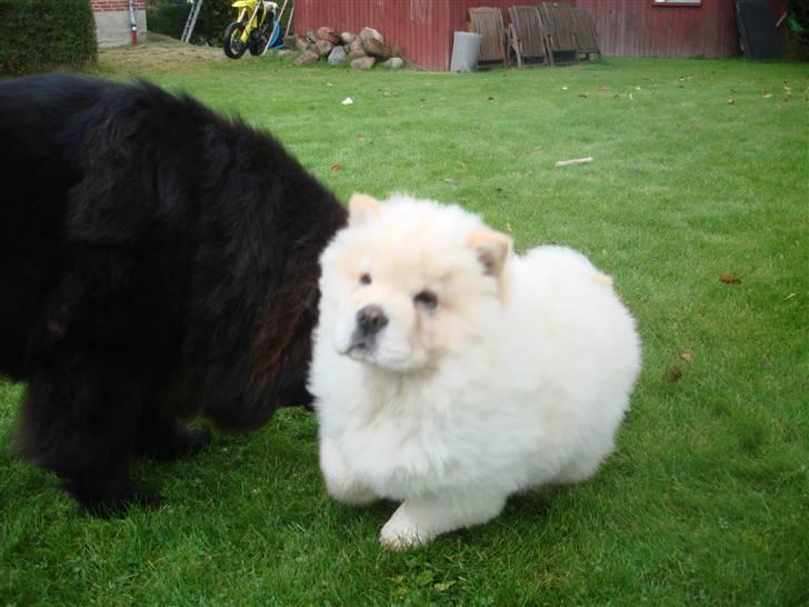 Chow chow Zuma billede 13