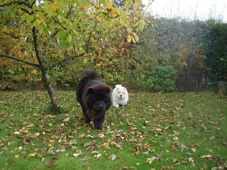 Chow chow Zuma billede 14