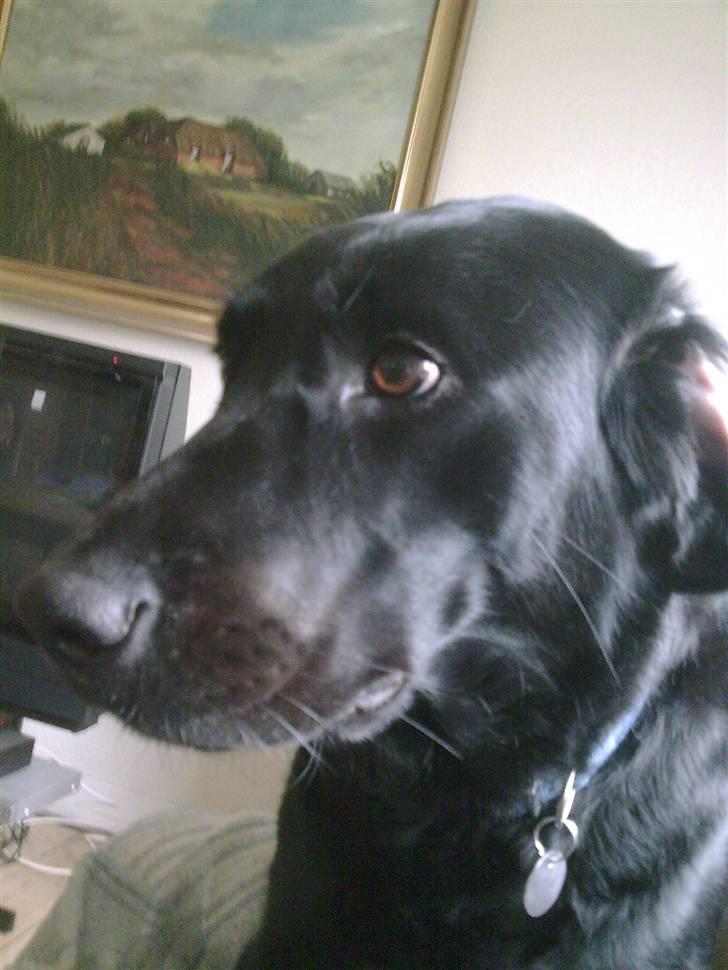 Labrador retriever Zetta billede 1