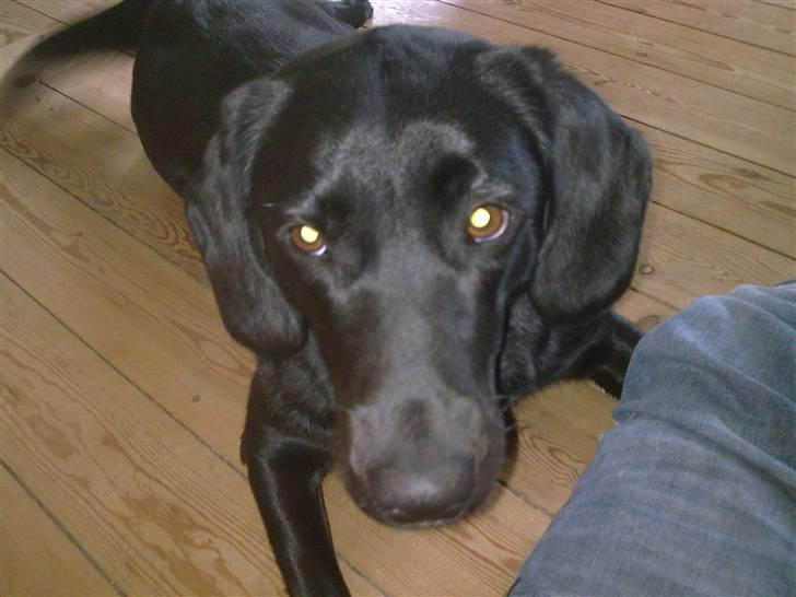 Labrador retriever Zetta billede 2