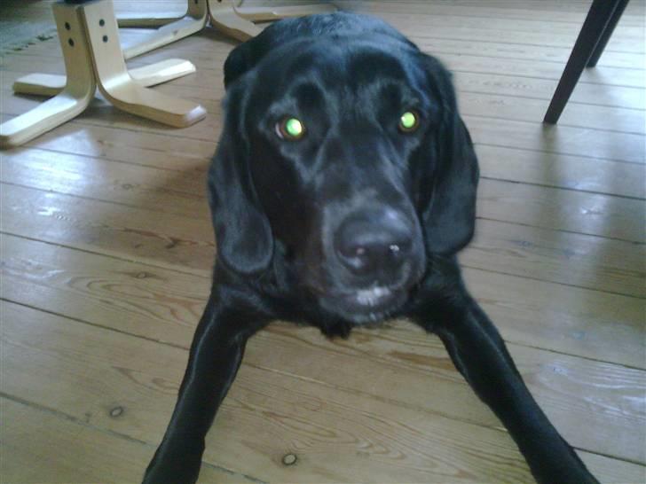 Labrador retriever Zetta billede 3