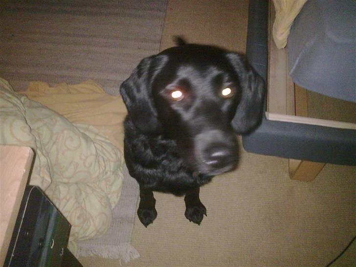 Labrador retriever Zetta billede 4