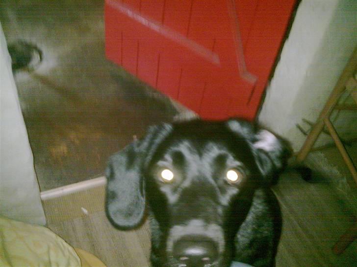 Labrador retriever Zetta billede 5