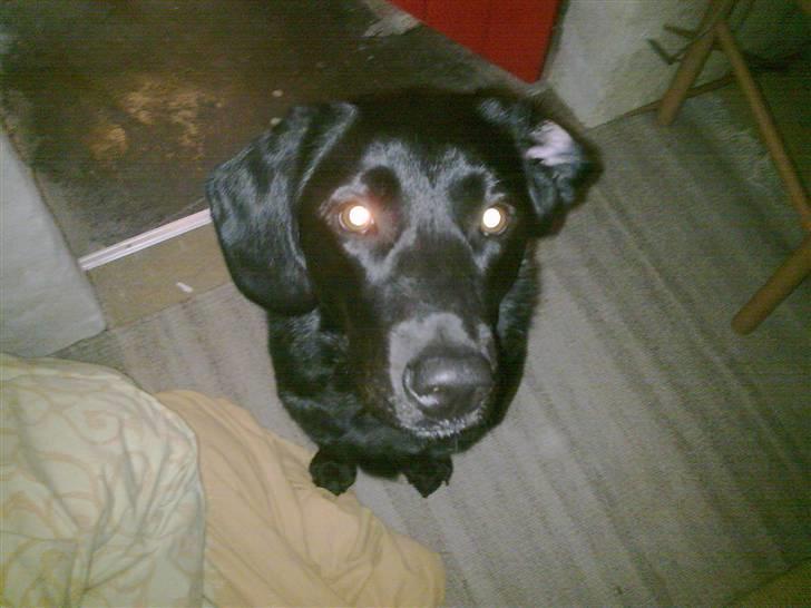 Labrador retriever Zetta billede 6