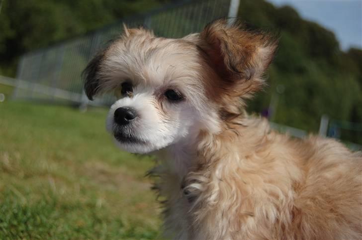 Chinese crested powder puff Hearts of storm's Mushu - Mushu ved stranden billede 10