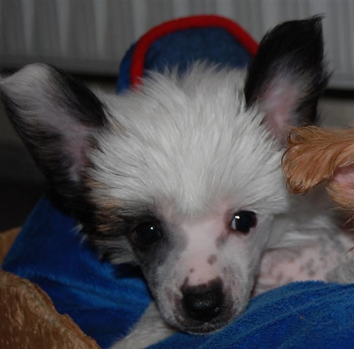 Chinese crested hårløs Chinese By Storm's Quark - Lille bitte Quark billede 5
