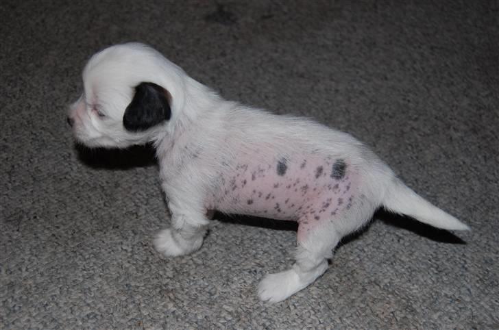 Chinese crested hårløs Chinese By Storm's Quark - Se pletterne billede 4