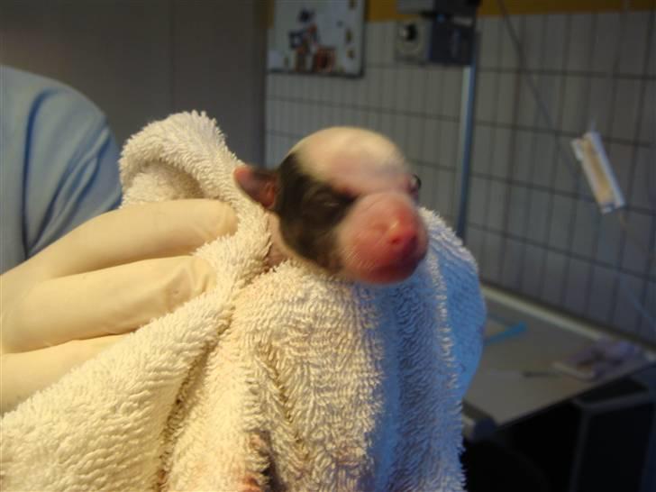 Chinese crested hårløs Chinese By Storm's Quark - Helt ny og lige kommet ud billede 3