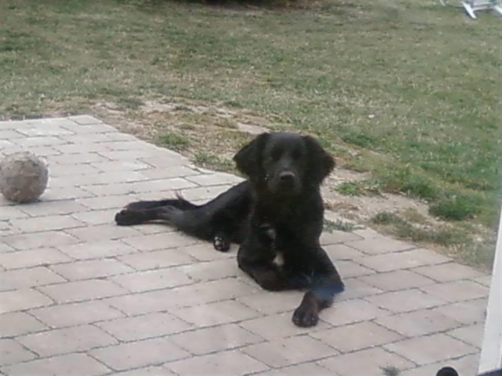 Blanding af racer Simba<3 <3 RIP billede 12