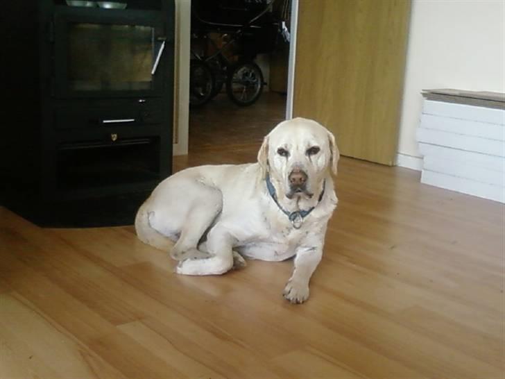 Labrador retriever max  billede 18