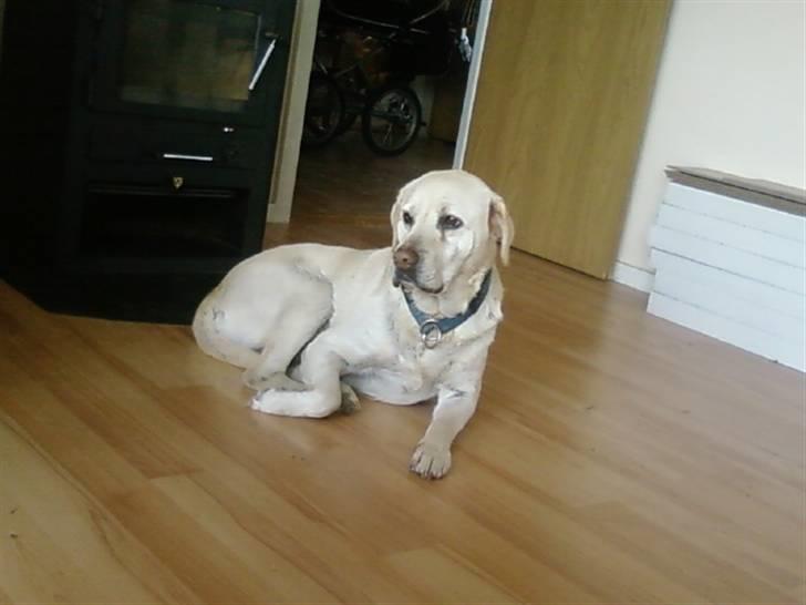 Labrador retriever max  billede 19