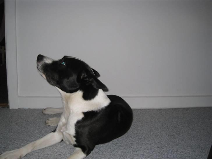 Blanding af racer ast/Karelsk Budda billede 12