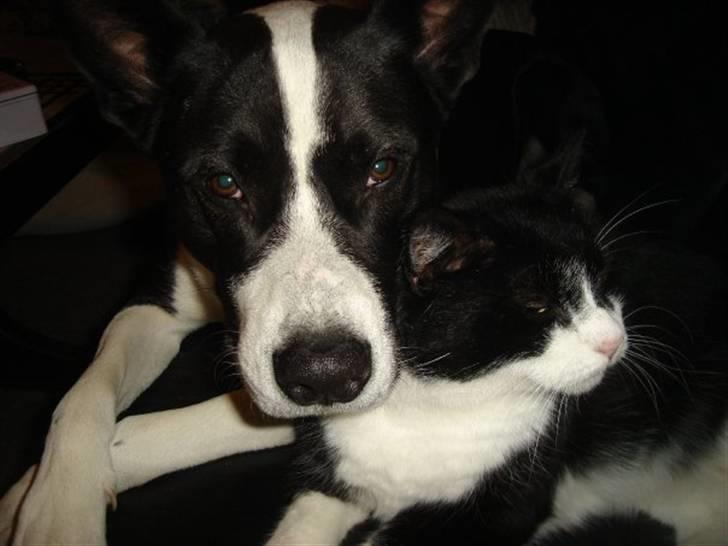 Blanding af racer ast/Karelsk Budda billede 13