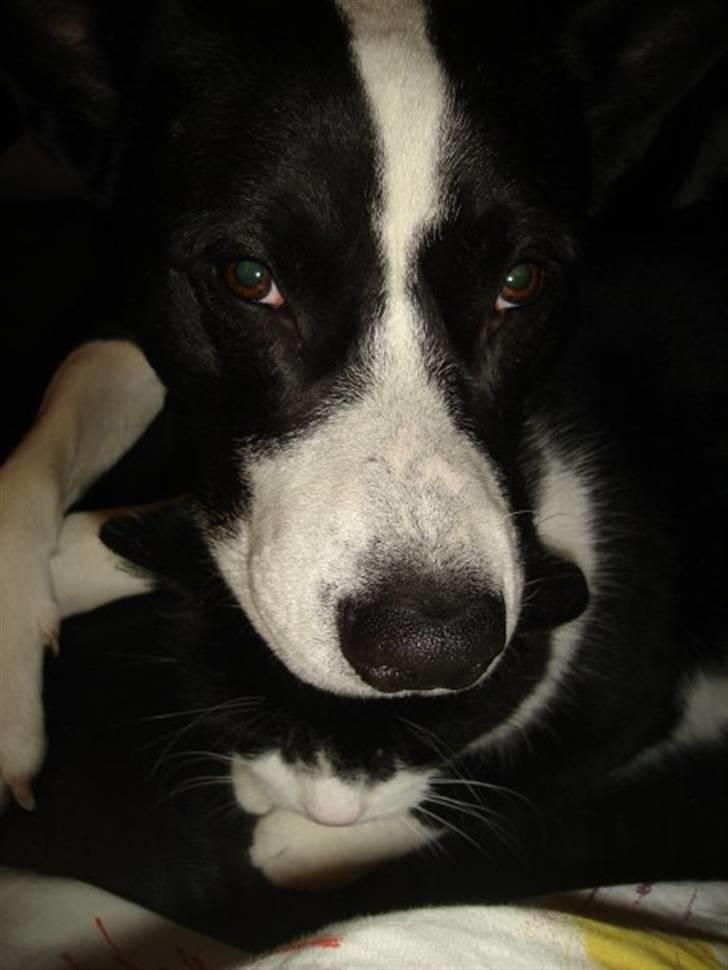 Blanding af racer ast/Karelsk Budda billede 14