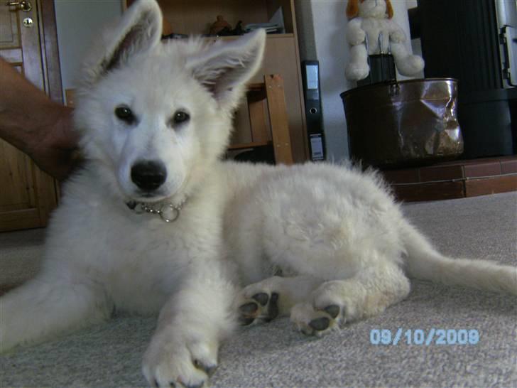 Hvid schæfer pino billede 1