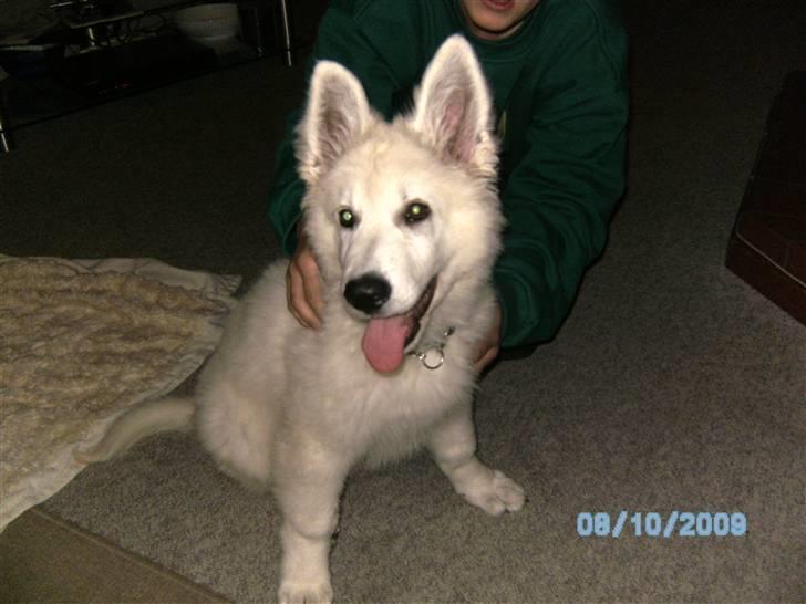 Hvid schæfer pino billede 2