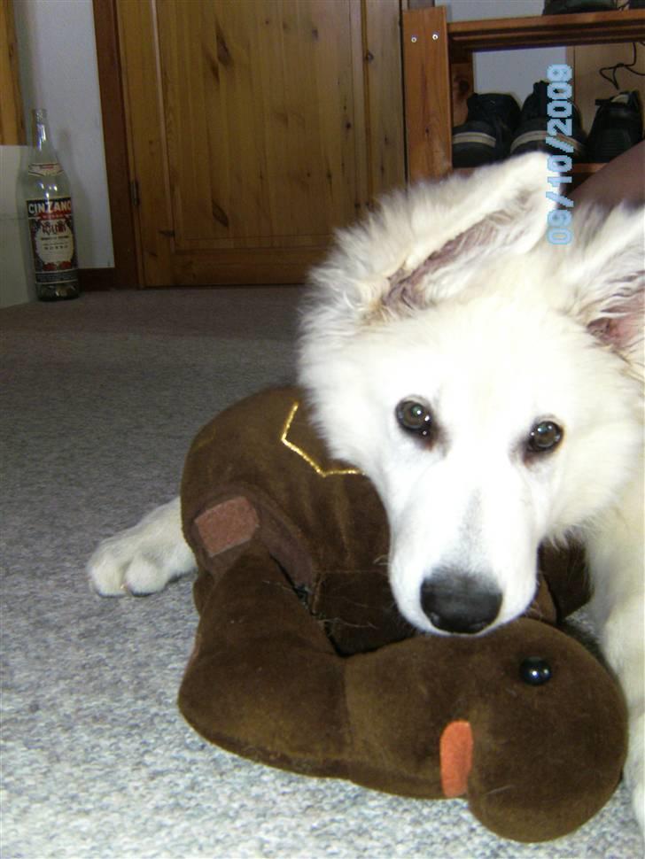 Hvid schæfer pino - det er min bamse!!!! billede 3