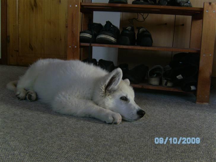 Hvid schæfer pino billede 4