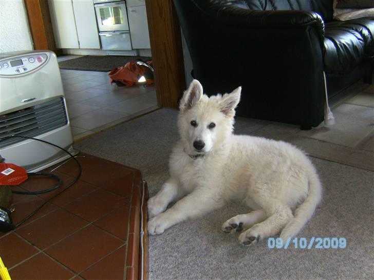 Hvid schæfer pino billede 5