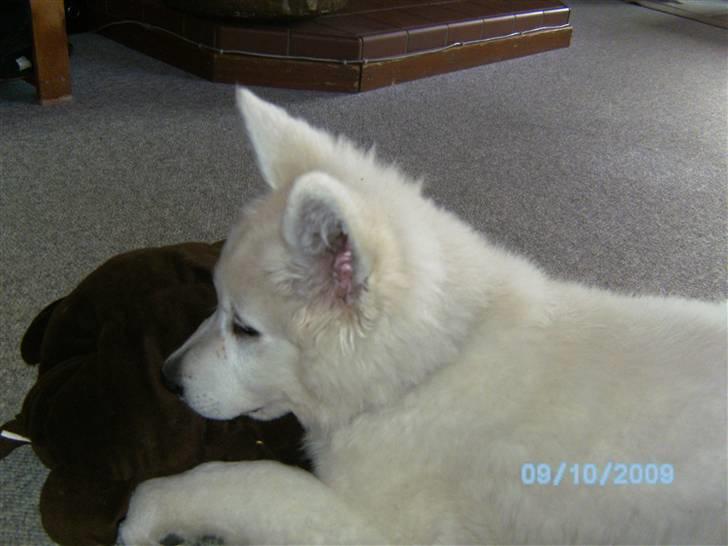 Hvid schæfer pino billede 6