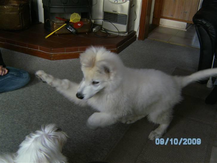 Hvid schæfer pino - så bliver der uddelt flade billede 7