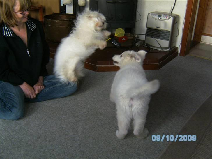 Hvid schæfer pino - og tulle kom flyvende igen billede 8