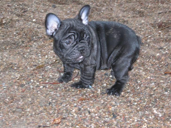 Fransk bulldog Carlos - Ude at lege ved mit nye hjem. Små sten er lige sagen :) billede 3