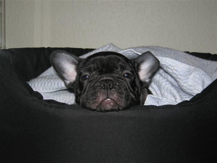 Fransk bulldog Carlos - Det kræver sin søvn når man er ude at lege. billede 5