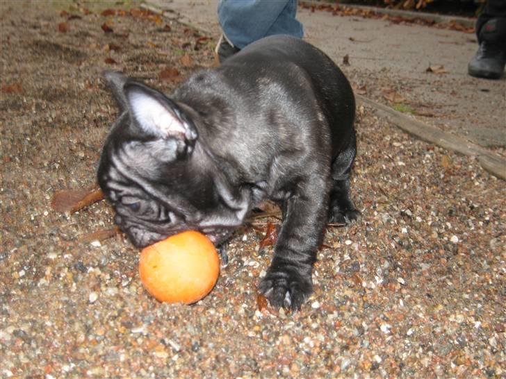 Fransk bulldog Carlos - Min nye bold.. Den er sjov men også lidt farlig, billede 6