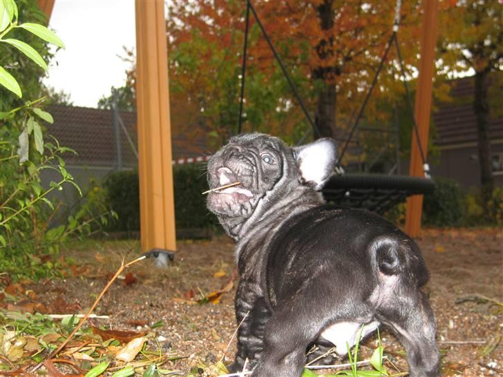 Fransk bulldog Carlos - Ses nu går jeg en tur for mig selv billede 7