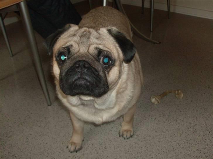 Mops Alfred - mon ikke jeg skulle lave lidt ballade..... billede 1