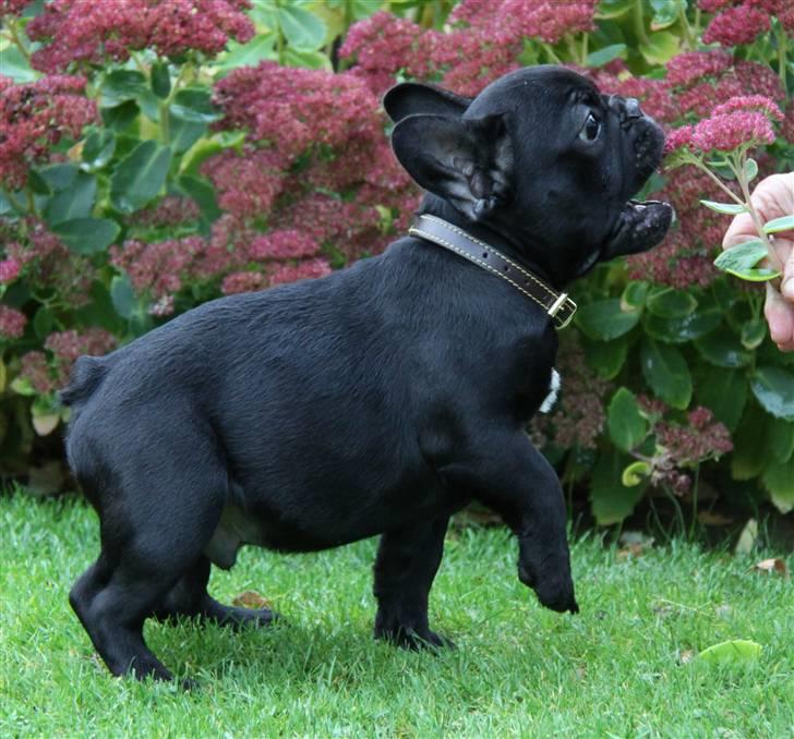 Fransk bulldog Diesel House Taddy billede 7