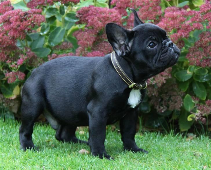 Fransk bulldog Diesel House Taddy billede 8