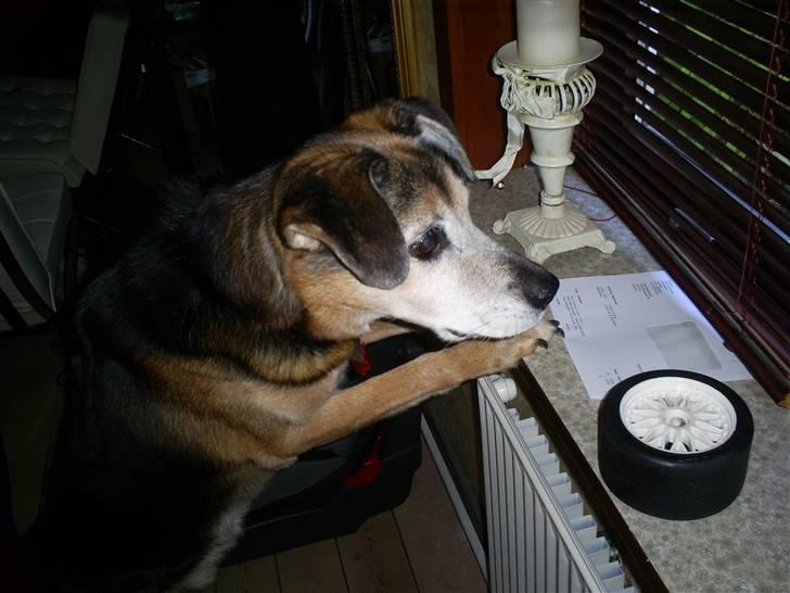 Blanding af racer Rocky billede 17