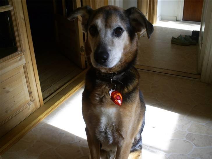 Blanding af racer Rocky billede 18