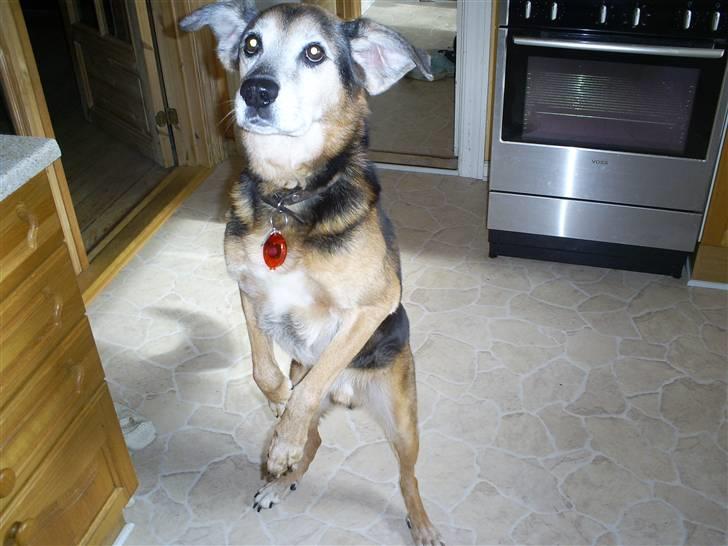 Blanding af racer Rocky billede 19