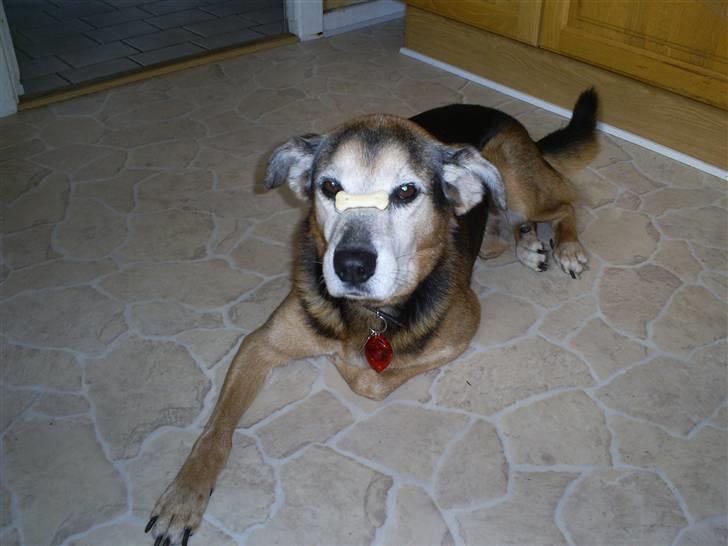 Blanding af racer Rocky billede 20