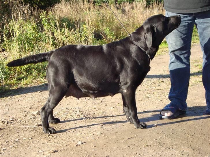 Labrador retriever Taslas little Tju-Tju - Tju-Tju 4 dage inden hun skulle føde. Taget d. 13/10-09 billede 18